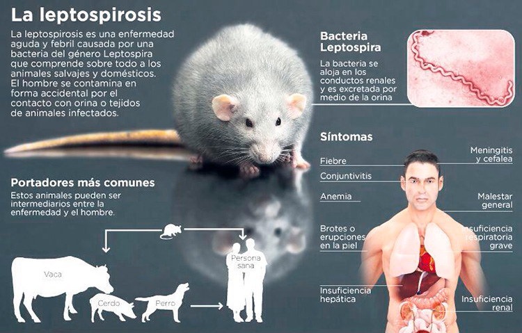 ¿Qué es la leptospirosis? ¿Qué es la leptospirosis?