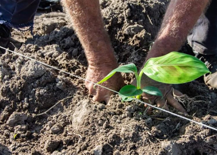 Impacta sequía indicadores de siembra en campaña de primavera en Pinar del Río