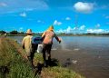 Impulsar la acuicultura para el abastecimiento local en Pinar del Río Acuicultura en Pinar del Río.