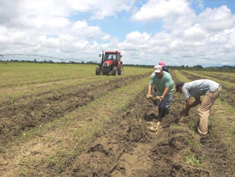 Recorrió Machado Ventura polo productivo Hermanos Barcón en Pinar del Río Acelerar la cosecha de todo lo que hay en el campo, es prioridad dentro de la estrategia de recuperación