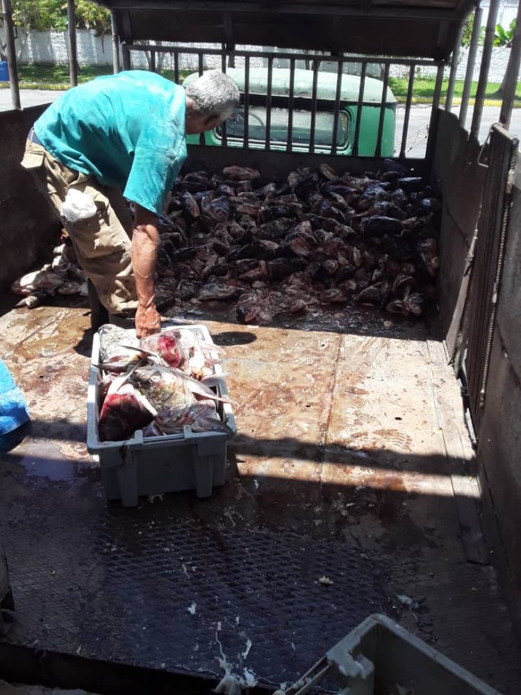 El desafío de producir carne de cerdo Con los desechos de la Pesca en Cría Pinar apuestan por la elaboración de harina de pescado para garantizar la proteína a los cerdos.