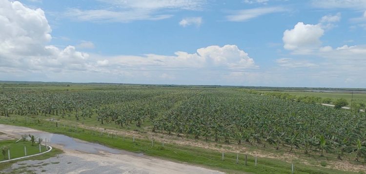 El plátano uno de los cultivos que menos daños recibió con las lluvias
