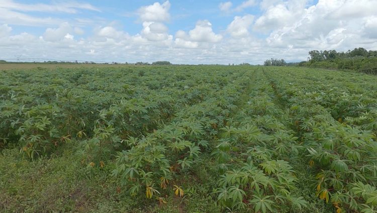 Recorrió Machado Ventura polo productivo Hermanos Barcón en Pinar del Río Aunque en la yuca se centran parte de las pérdidas, todavía hay campos que preservan su salud vegetal