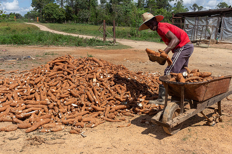 Insisten los porcicultores que aunque se usen alternativas como la yuca y el maíz, el inicio y la soya son fundamentales para hacer crecer la masa.