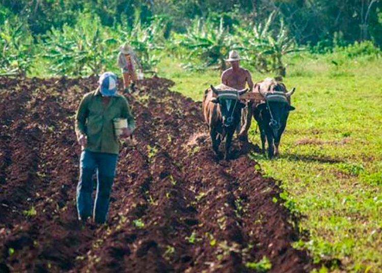 A partir del primero de octubre comenzará el proceso de balance y renovación de mandato en las cooperativas agropecuarias. / Foto: tomada de Cubadebate