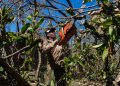 El sonido de la solidaridad en Pinar del Río Las labores de los matanceros han permitido cambiar la imagen del consejo popular Hermanos Cruz / Foto: Jaliosky Ajete Rabeiro