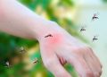 Estudio revela por qué los mosquitos se sienten más atraídos por ciertos humanos Estudio revela por qué los mosquitos se sienten más atraídos por ciertos humanos