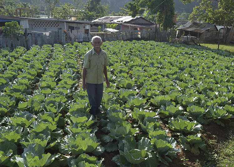 La garantía de sembrar tu pedacito La salud de las coles demuestra que a pesar de las carencias se logran resultados cuando hay voluntad / Foto: Januar Valdés Barrios