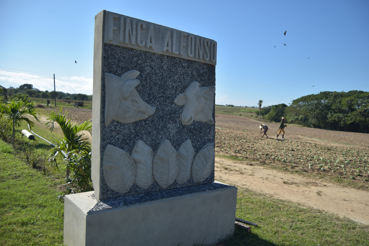 Joven aferrado al trabajo en Boquerones, Pinar del Río campesino criador de cerdos pinar del rio