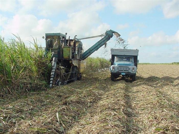 Hay atrasos en la fabricación de azúcar, pero debe entregarse la que demanda el consumo nacional Campo de caña