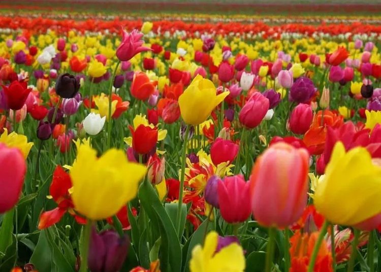 Los tulipanes , exótica flor Tulipanes