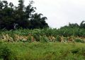 Pinar del Río: San Luis y el recuerdo amargo de aquellos días Pinar del Río: San Luis y el recuerdo amargo de aquellos días
