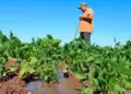 Alerta Sanidad Vegetal sobre daños en los cultivos en Pinar del Río Alerta Sanidad Vegetal sobre daños en los cultivos en Pinar del Río