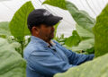 Tabaco en San Luis: la capa en buenas manos Tabaco en San Luis: la capa en buenas manos