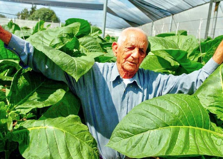El Tabaco en Pinar del Río: historia y pasión que trasciende generaciones
