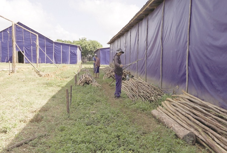 tabacuba casas de cura