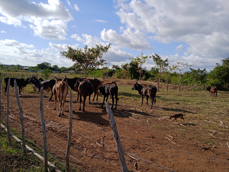 5 guajiro pura cepa guerrillro pinar del rio 750x563 1
