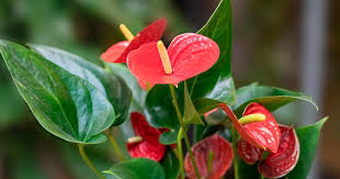 images 1