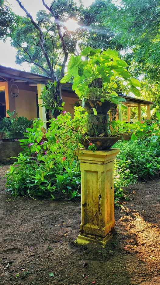 patio pelegrin 4 pinar del rio guerrillero 526x935 1