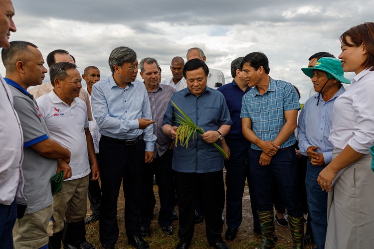 Vietnam arroz 3