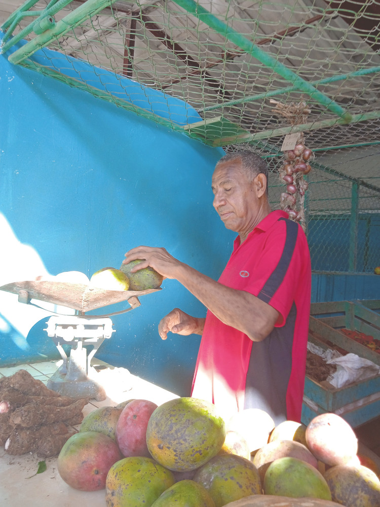 despachando mangos pinar del rio guerrillero