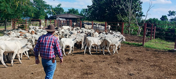 1 pecuaria genetica camilo cienfuegos pinar del rio guerrillero