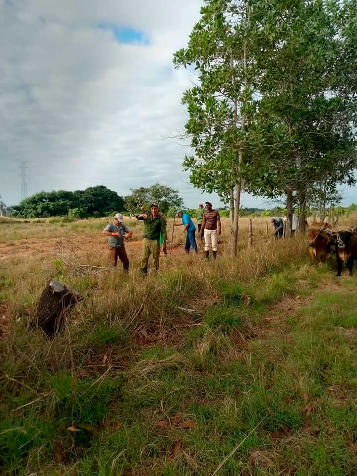 3 pecuaria genetica camilo cienfuegos pinar del rio guerrillero