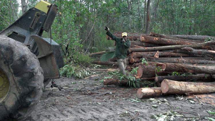 Forestal 1 pinar del rio gu