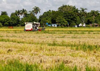 Pinar del Río: la hermandad de un proyecto traducida en arroz
