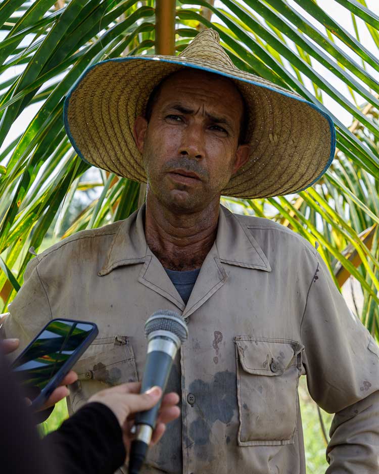7 arroz pinar del rio guerrillero