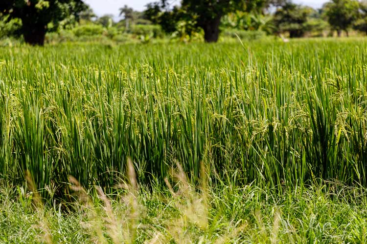 8 arroz pinar del rio guerrillero