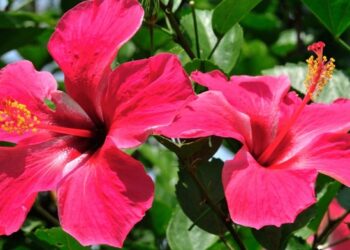 Misceláneas Ese tren sigue repleto de pasajeros