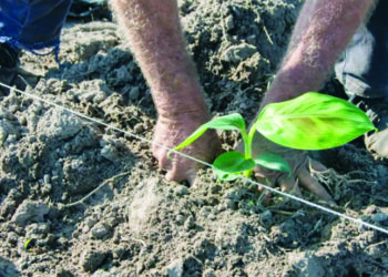 Inicia este domingo en Pinar del Río la campaña de frío en los cultivos varios Inicia este domingo en Pinar del Río la campaña de frío en los cultivos varios