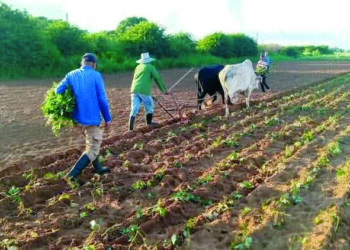 Avanza en Pinar del Río la siembra en medio de grandes desafíos Avanza en Pinar del Río la siembra en medio de grandes desafíos