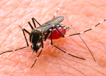 Intensifican vigilancia epidemiológica en la provincia Pinar del Río Intensifican vigilancia epidemiológica en la provincia Pinar del Río