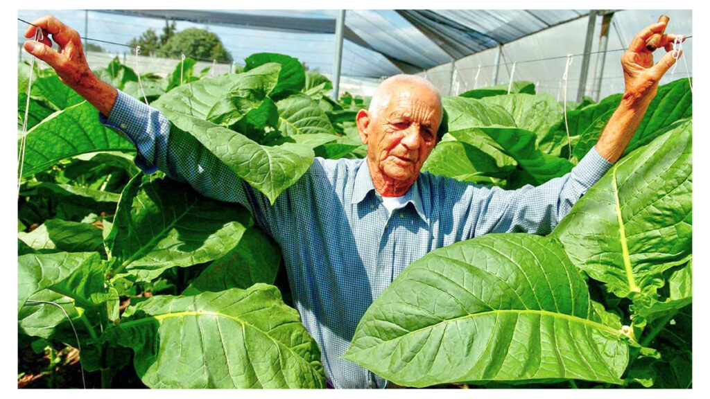 El Tabaco en Pinar del Río: historia y pasión que trasciende generaciones