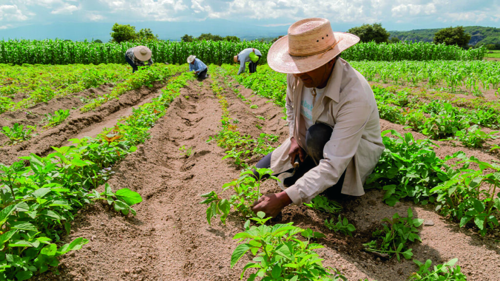 Favorecen las lluvias campaña de primavera en Pinar del Río Asi Preven las Siembras en Provincia del Occidente de Cuba para Campana de Primavera 1200x675