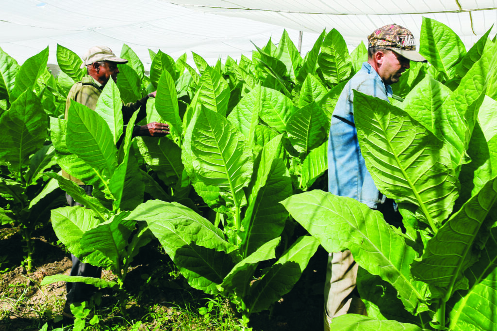 Los trabajadores en plena labor en los surcos, no hay tiempo para perder