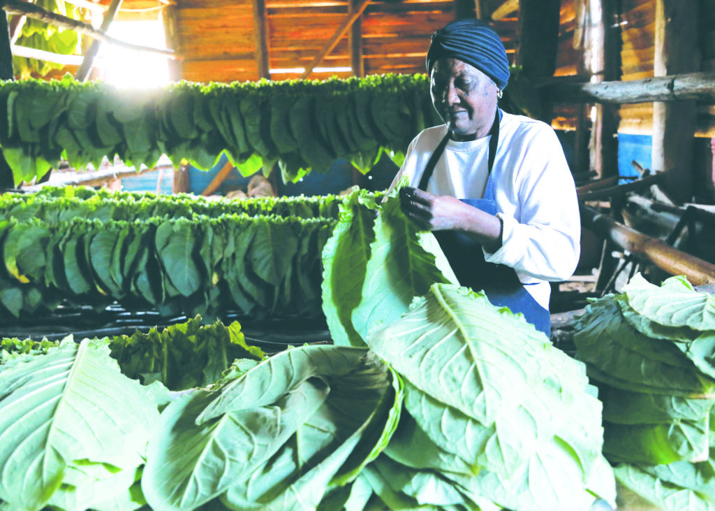 “El tabaco tiene memoria, como dice un amigo mío”, nos dijo el joven Alexei Concepción Morejón, un productor destacado del municipio de San Luis Foto: Jaliosky Ajete
