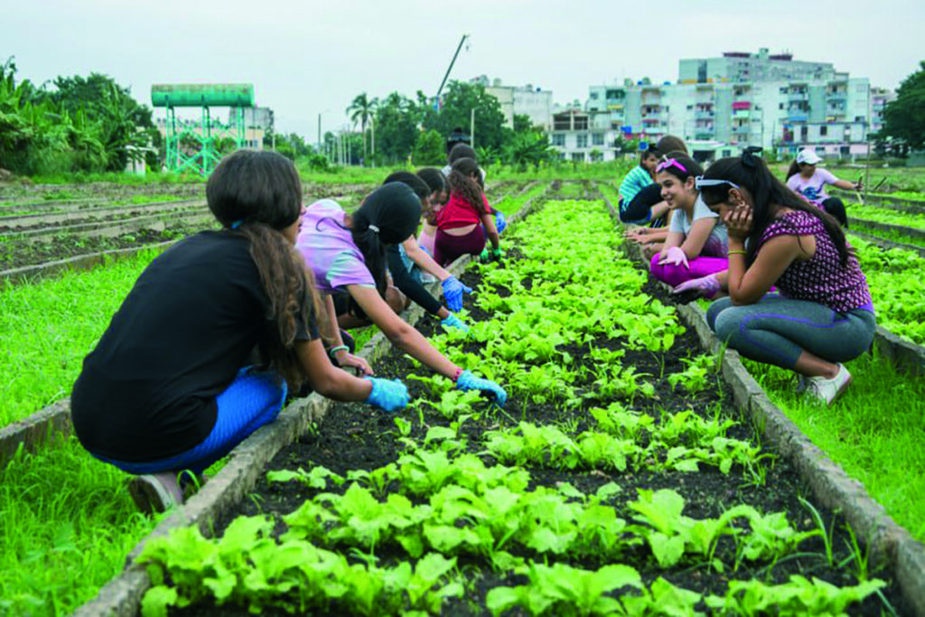 Con buen paso la Agricultura Urbana en Pinar del Río