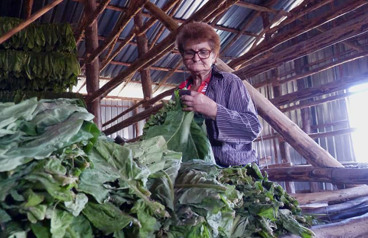 Trabajadora ensartando tabaco