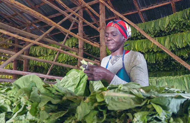 Trabajadora ensartando tabaco