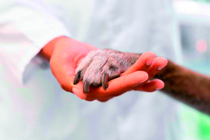 Asociación de Medicina Veterinaria en Pinar del Río: fortalecer el concepto de una sola salud