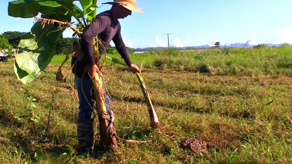 Evalúan soberanía alimentaria en Consolación del Sur
