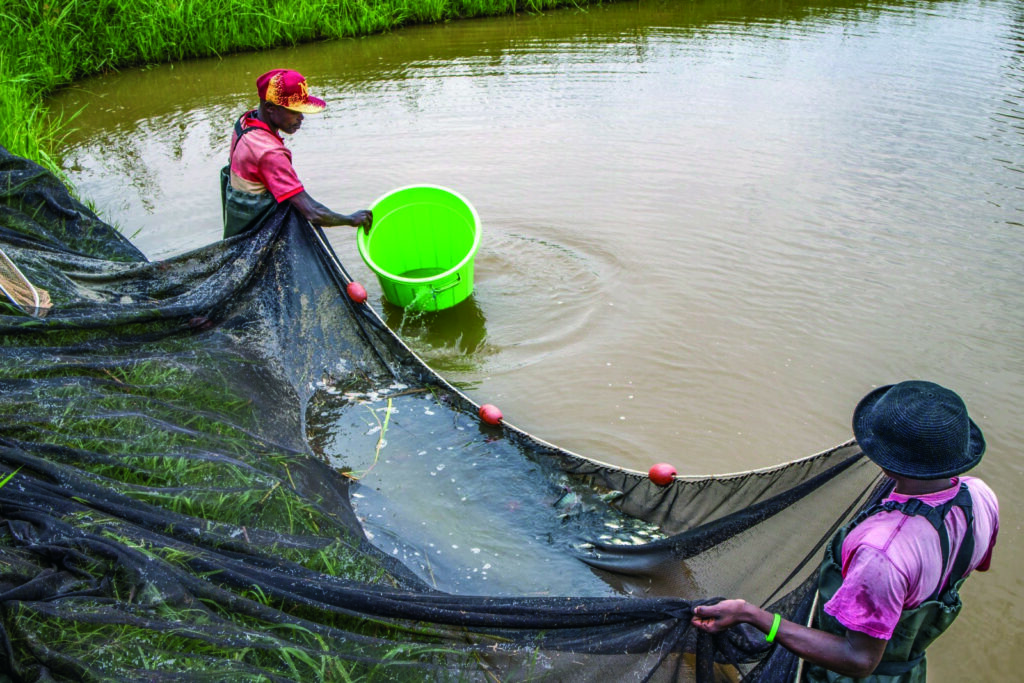 Los Chichos pescando con redes