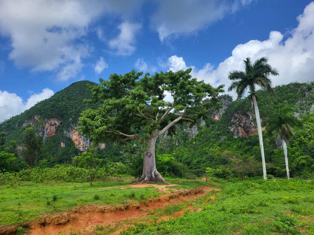La Ceiba en Pinar del Río: Símbolo de resistencia, tradición y cultura