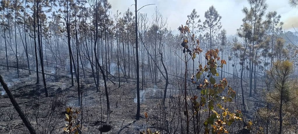 Pinar del Río: negligencia, principal causa de incendios forestales negligencia, principal causa de incendios forestales