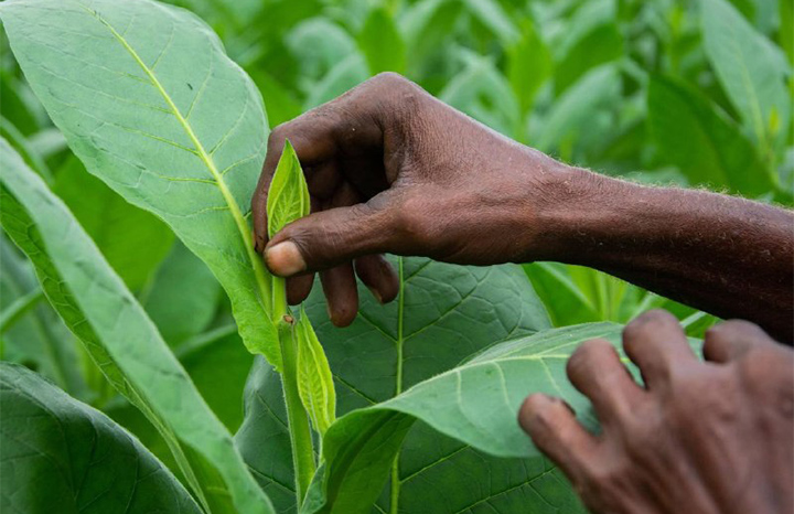 San Juan y Martínez se afianza municipio mayor productor de tabaco en Cuba