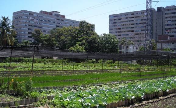 Agricultura Urbana, Suburbana y Familiar: producir más en Pinar del Río