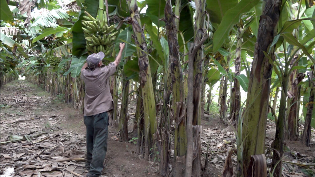 La producción de alimentos tributa al autoabastecimiento, la
comercialización y la conservación de los suelos